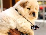 Üst Kalite Chow Chow Yavrularımız 