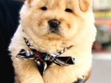 Üst Kalite chow chow yavrularımız 