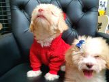 2 Aylık Maltipoo Bebekler