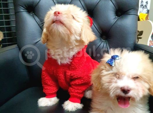 2 Aylık Maltipoo Bebekler görsel