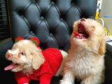 2 Aylık Maltipoo Bebekler