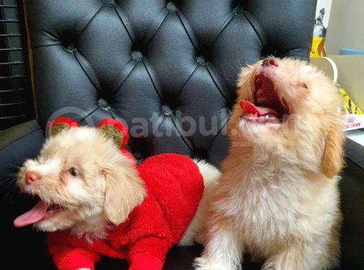 2 Aylık Maltipoo Bebekler görsel
