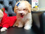 2 Aylık Maltipoo Bebekler