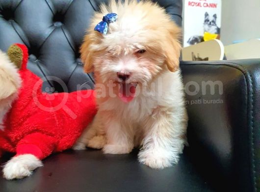 2 Aylık Maltipoo Bebekler görsel