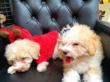 2 Aylık Maltipoo Bebekler