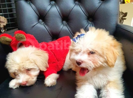 2 Aylık Maltipoo Bebekler görsel