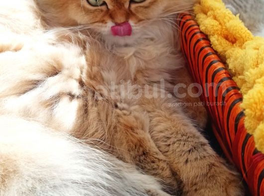 Veteri̇ner Heki̇mden Bri̇ti̇sh/ Scoti̇sh Yavrular görsel