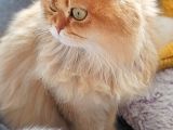 Veteri̇ner Heki̇mden Bri̇ti̇sh/ Scoti̇sh Yavrular