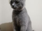 6 Aylık Erkek Scottish Fold