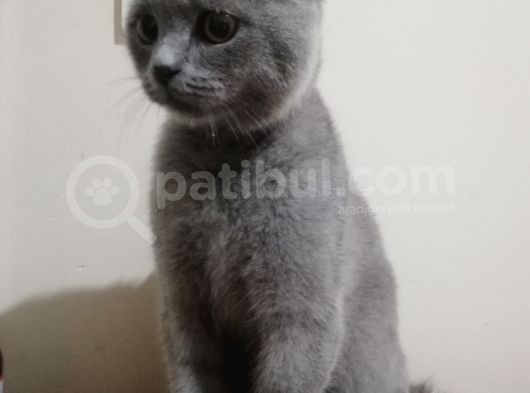 6 Aylık Erkek Scottish Fold görsel
