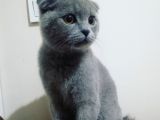 6 Aylık Erkek Scottish Fold