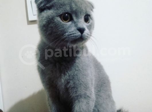 6 Aylık Erkek Scottish Fold