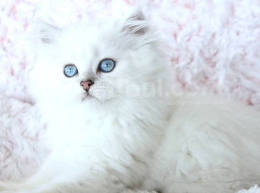 Veteri̇ner Heki̇mden Bri̇ti̇sh/Scoti̇sh Yavrular görsel