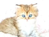 Veteri̇ner Heki̇mden Bri̇ti̇sh/Scoti̇sh Yavrular