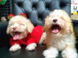 2 Aylık Maltipoo Bebekler