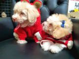 2 Aylık Maltipoo Bebekler
