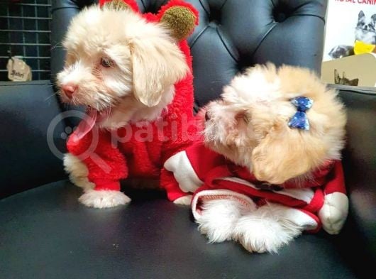 2 Aylık Maltipoo Bebekler görsel