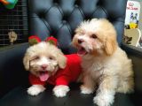 2 Aylık Maltipoo Bebekler