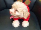 2 Aylık Maltipoo Bebekler