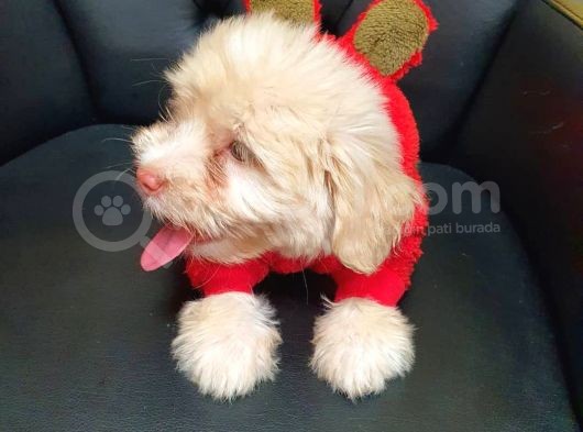 2 Aylık Maltipoo Bebekler görsel