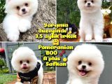 Küt Burun Kare Surat Yarışma Adayı Safkan Boo Pomeranian