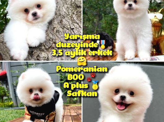 Küt Burun Kare Surat Yarışma Adayı Safkan Boo Pomeranian