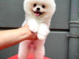 Küt Burun Kare Surat Yarışma Adayı Safkan Boo Pomeranian