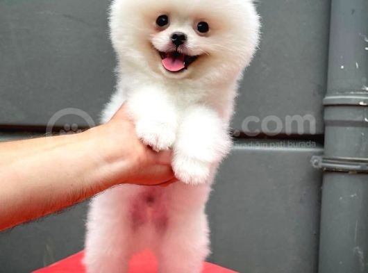 Küt Burun Kare Surat Yarışma Adayı Safkan Boo Pomeranian görsel