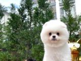 Küt Burun Kare Surat Yarışma Adayı Safkan Boo Pomeranian