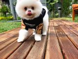 Küt Burun Kare Surat Yarışma Adayı Safkan Boo Pomeranian