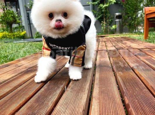 Küt Burun Kare Surat Yarışma Adayı Safkan Boo Pomeranian görsel