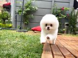 Küt Burun Kare Surat Yarışma Adayı Safkan Boo Pomeranian