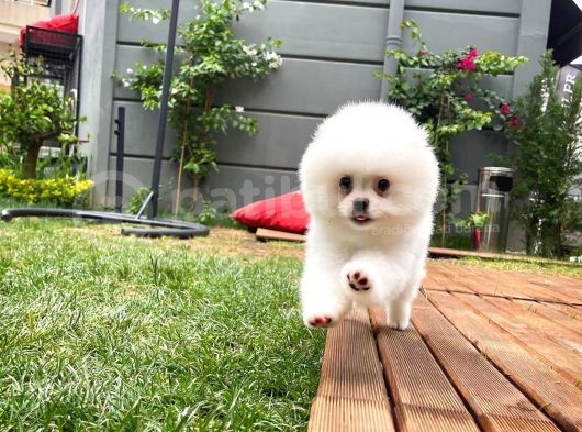 Küt Burun Kare Surat Yarışma Adayı Safkan Boo Pomeranian görsel