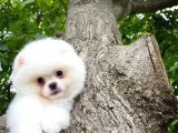 Küt Burun Kare Surat Yarışma Adayı Safkan Boo Pomeranian