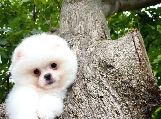 Küt Burun Kare Surat Yarışma Adayı Safkan Boo Pomeranian görsel