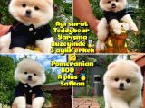 0,75 Mikro Burun Ödül Adayı Safkan Boo Pomeranian