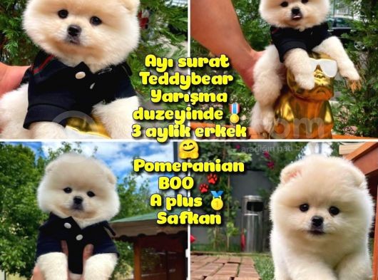 0,75 Mikro Burun Ödül Adayı Safkan Boo Pomeranian
