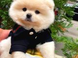 0,75 Mikro Burun Ödül Adayı Safkan Boo Pomeranian