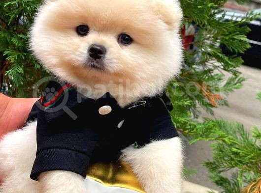 0,75 Mikro Burun Ödül Adayı Safkan Boo Pomeranian görsel