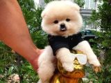 0,75 Mikro Burun Ödül Adayı Safkan Boo Pomeranian