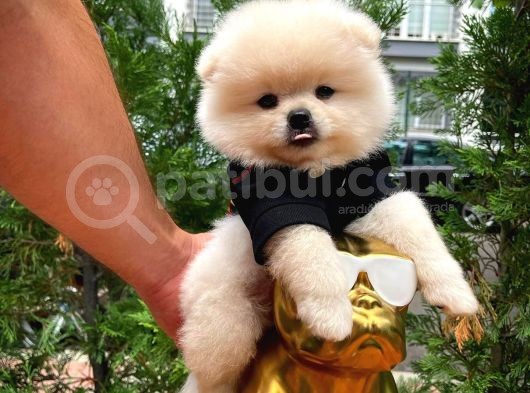 0,75 Mikro Burun Ödül Adayı Safkan Boo Pomeranian görsel