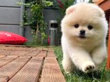 0,75 Mikro Burun Ödül Adayı Safkan Boo Pomeranian