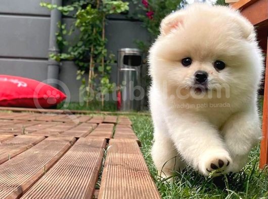 0,75 Mikro Burun Ödül Adayı Safkan Boo Pomeranian görsel