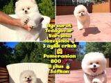 Basık Surat 0,5 Burun Ödül Adayı Safkan Boo Pomeranian