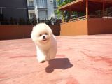 Basık Surat 0,5 Burun Ödül Adayı Safkan Boo Pomeranian