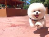 Basık Surat 0,5 Burun Ödül Adayı Safkan Boo Pomeranian