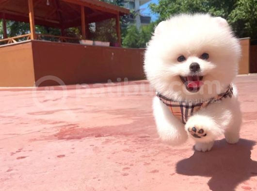 Basık Surat 0,5 Burun Ödül Adayı Safkan Boo Pomeranian görsel