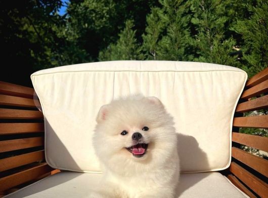 Basık Surat 0,5 Burun Ödül Adayı Safkan Boo Pomeranian görsel