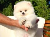 Basık Surat 0,5 Burun Ödül Adayı Safkan Boo Pomeranian