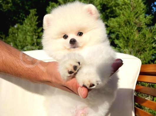 Basık Surat 0,5 Burun Ödül Adayı Safkan Boo Pomeranian görsel